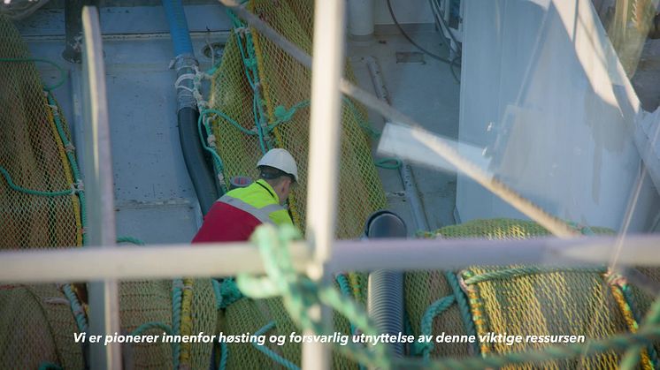 Bærekraftig anvendelse av Norges største høstbare og fornybare marine ressurs