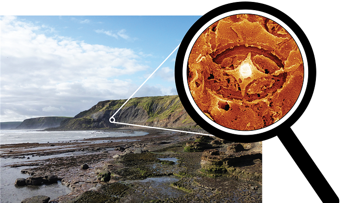 Nannofossil från juratiden hittades i Yorkshire, Storbritannien.