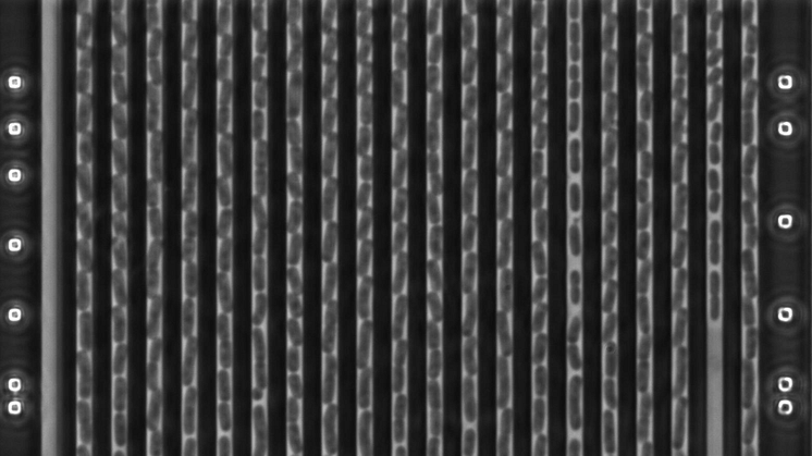 Klebsiella pneumoniae growing in the microfluidic chip imaged in phase contrast. The bacteria are 0.003mm long and divide every 30 min.