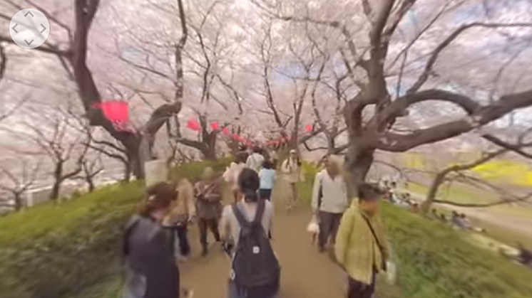 [Cherry blossom]360°video is currently being published