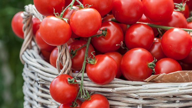 Tomater och vår hälsa