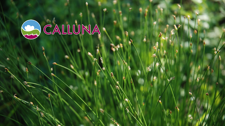 Calluna-Nytt samlar information till kunder, samarbetspartners och andra intresserade om vad som är på gång hos oss på Calluna och i branschen. Du får tips om aktuella tjänster och händelser, projektresultat, nya publikationer och spännande projekt. 