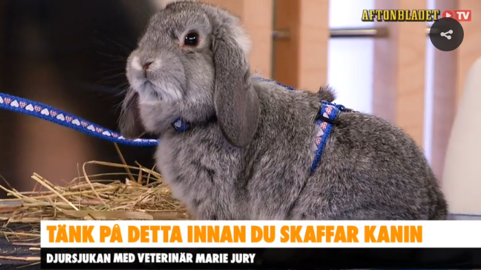Bild från Aftonbladet Webb tv 
