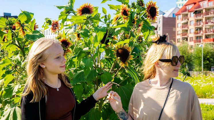 Hyllie kommer att ha cirka 300 barn i åk 7-9 år 2024.  Foto: Miriam Preis