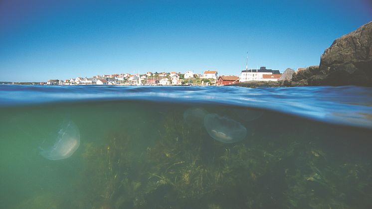 Pressinbjudan: Kommunerna som är bäst på klimatanpassning