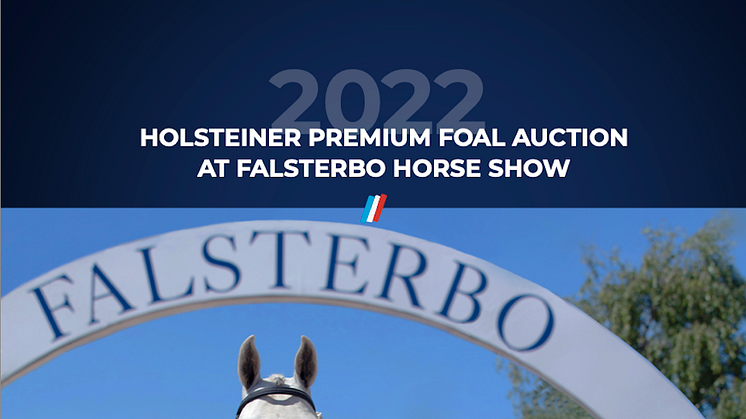 1st Holsteiner Foal Auction@Falsterbo Horse Show:  Ten Foals Offered for Sale in the Hybrid Auction