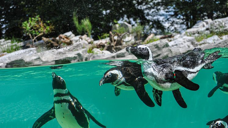 Vom 10. bis 24. Juli 2020 laden PLAYMOBIL und der Zoo Salzburg zur großen Zoo-Rallye ein!