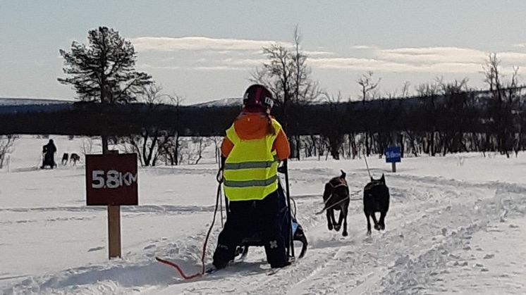 Kiruna slädhundklubb arrangerar tävling