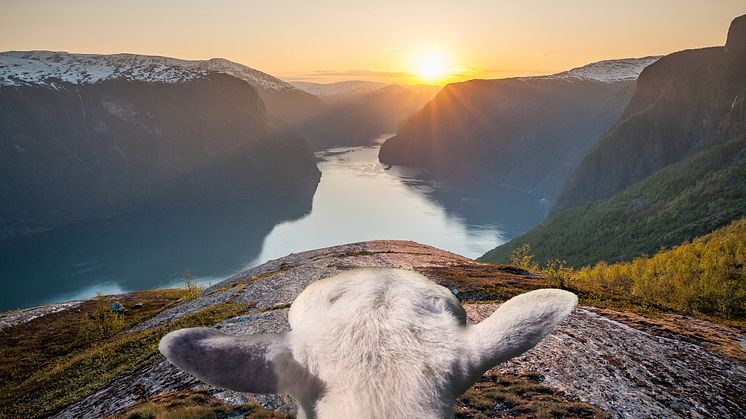 Frida the sheep in the fjords