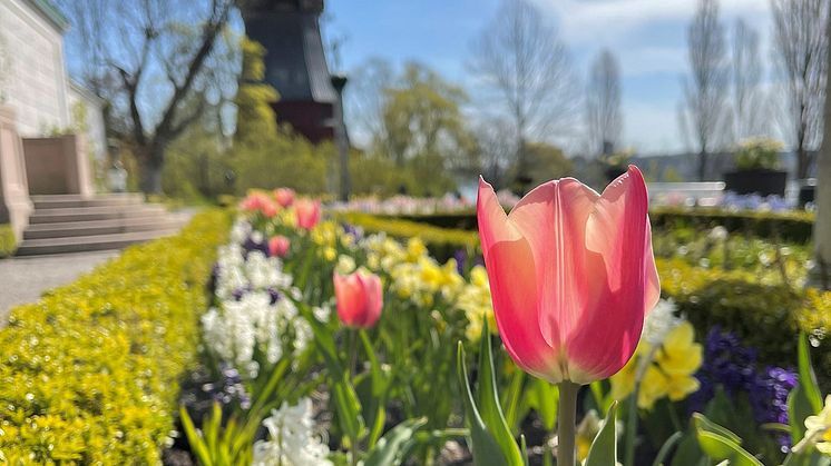 Vårblommor på Galleriterassen.