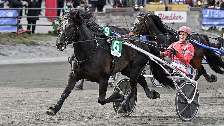 Månlykke A.M. kommer till Solvalla sista söndagen i maj. Foto: TR Bild