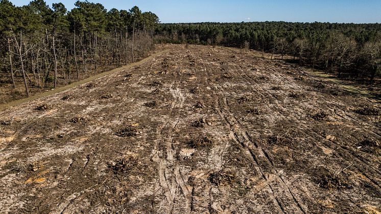 Menneskets aktiviteter og rovdrift på verdens naturressourcer udrydder arter hurtigere, end det er sket de sidste 65 millioner år