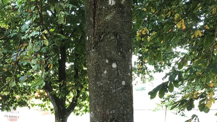 Denna hästkastanj är ett av träden i Norre katts park som tyvärr måste fällas efter att ha drabbats av Phytophthora.
