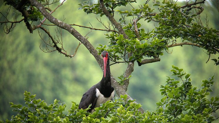 Den sky sorte stork lever i de store, gamle løvskove, hvor der er moser og små rislende vandløb. Foto: Frank Vassen