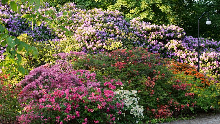 Rhododendronprakt på Sofiero