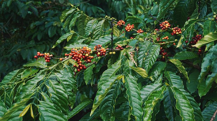 Intensiver Geschmack und spannende Zutaten – Kaffeekultur in Vietnam