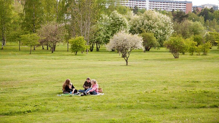 Järva DiscGOlfPark där begravningsplatsens första etapp ska byggas. Området måste spärras av i fyra år, cirka tusen träd fällas och jord bytas motsvarande 17 000 lastbilstransporter. Foto: Malcolm Jacobson