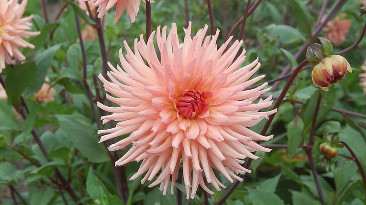 2 Dahlia 'Farmor Maria', pressfoto. Foto Karin Persson, SLU