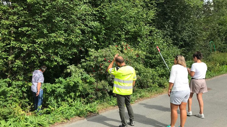 Fra befaring langs Tokerudbekken