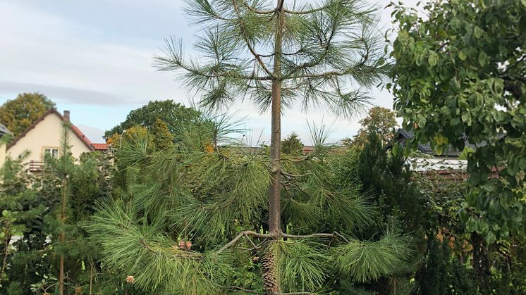 Gultallen (pinus ponderosa) som ska flyttas till Öresundsparken.