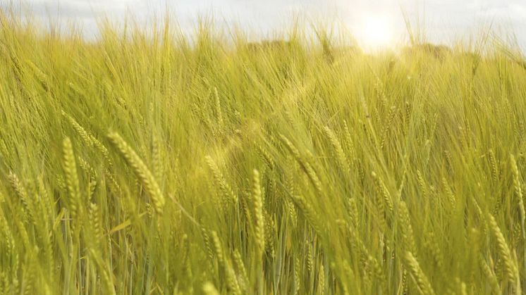 Fresh crops at sunrise on a summers morning