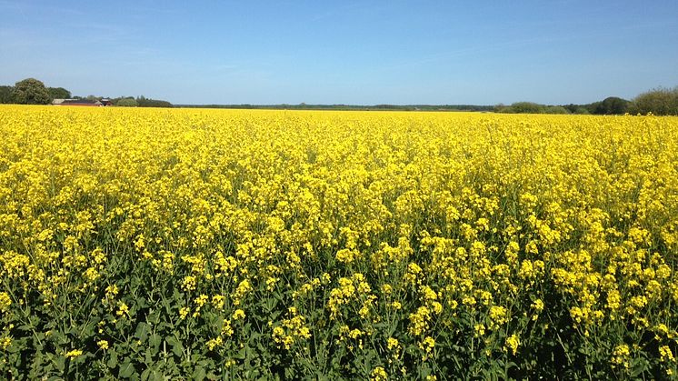 Fråga skåningarna: Ska Skåne slås samman med Blekinge?