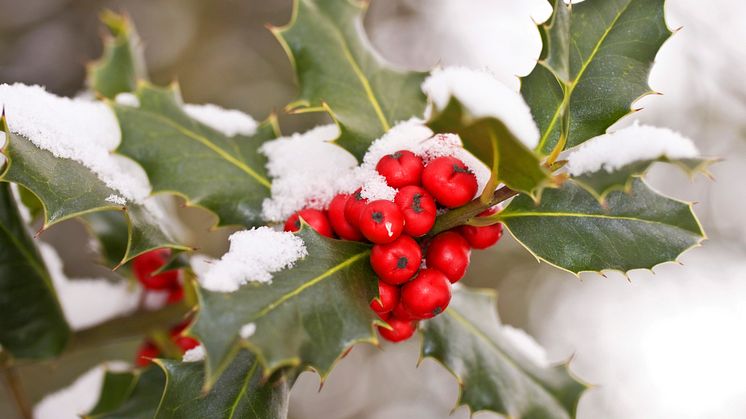 COMMENT: The holly and the ivy: how pagan practices found their way into Christmas