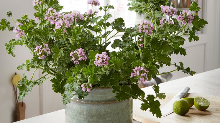 Doftpelargoner har ett extraordinärt värde i såväl växtsätt som arom. De har dekorativa blad och blommorna är diskreta på ett tilltalande sätt. Foto: Blomsterfrämjandet/Pelargonium for Europe