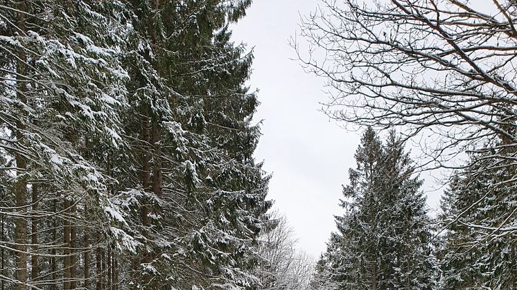 Vinter i Härskogen