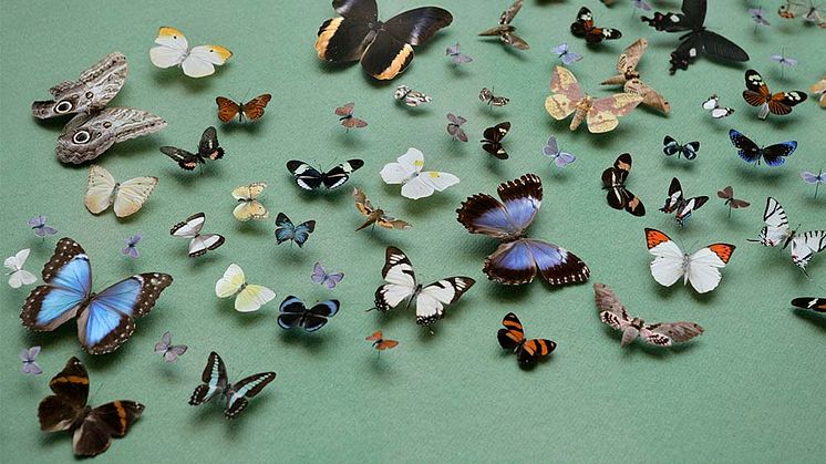 Sammanlagt förvaltar världens 73 största naturhistoriska museer 1,1 miljarder föremål. På bilden en fjärilsvägg från utställningen Livets mångfald på Naturhistoriska riksmuseet. Foto Staffan Waerndt