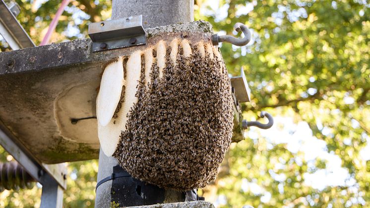 20241022_Umsiedlung Bienenstock_2