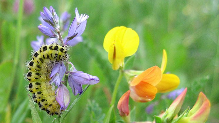 Larv av fjärilen sexfläckig bastardsvärmare (på jungfrulin). Arten är beroende av blomrika marker, till exempel naturbetesmarker och slåtterängar. Foto: Lars Johansson