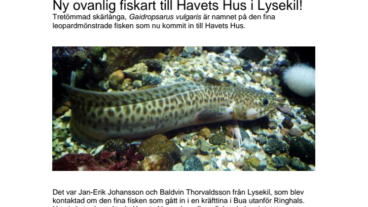 Ny ovanlig fiskart till Havets Hus i Lysekil!