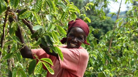 Zoégas fortsätter jobba för hållbart odlat kaffe i Östafrika