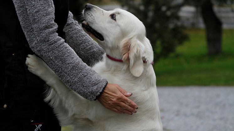 Hundar söker gärna hjälp hos människan när ett problem tycks dem för svårt. Foto: Mia Persson