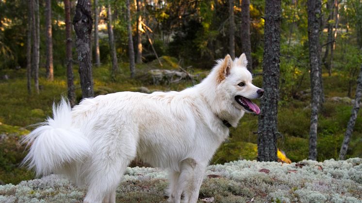 Hund i höstskog