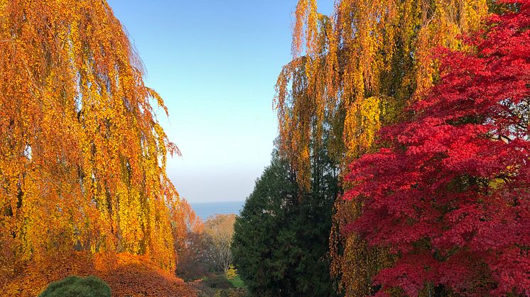 höst japanska trädgården