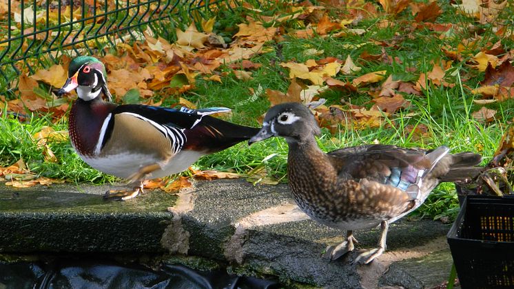 Animal quackers at Pinfold Lane Day Centre