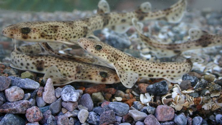 Arkivbild: Småfläckig rödhaj på Havets Hus