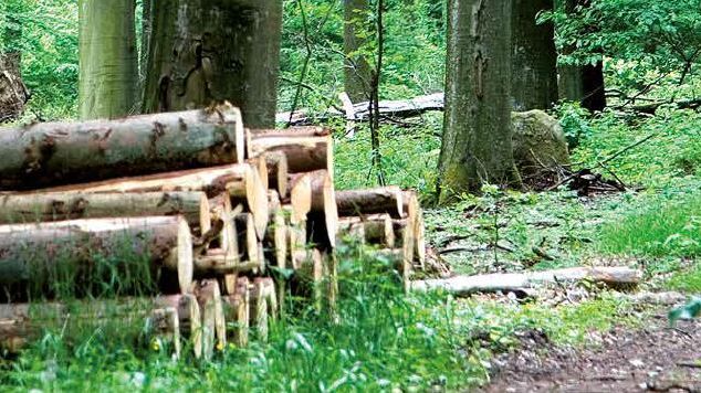 Skogen är het trots minskad lönsamhet för skogsbruket