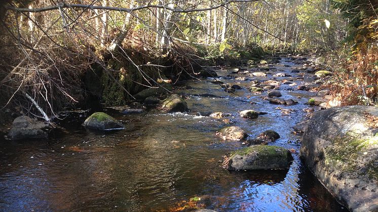 Naturvårdsprojekt för att nå miljömål i Sunne kommun