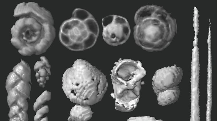 Bilderna från synkrotronmikrotomografin avslöjar att koproliterna innehåller många små matrester, som små skal från havslevande ryggradslösa djur och möjliga borst från havsborstmaskar. 