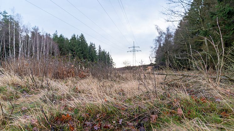 Vorbereitung für Leitungsbau: Ab Montag untersucht die Bayernwerk Netz den Naturraum rund um die Gemeinde Palling.