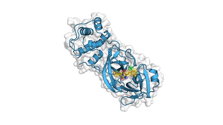 The image shows a model of the coronavirus enzyme. Picture: Andreas Luttens