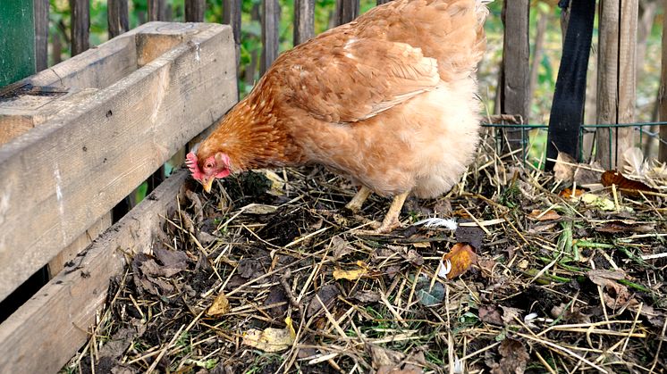 Om egg, høner og majones