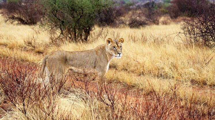 Jambo Safari i Östafrika