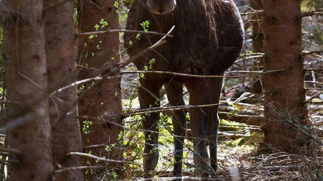 Foto: Mattias Björkbacka