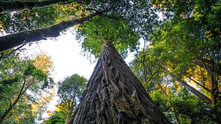Verdens højeste træ hedder Hyperion og står i Californien - det er over 115 meter højt og tilhører arten rødtræ (Sequoia sempervirens), men kun fem procent af de oprindelige skove står stadig. Foto af Shutterstock.