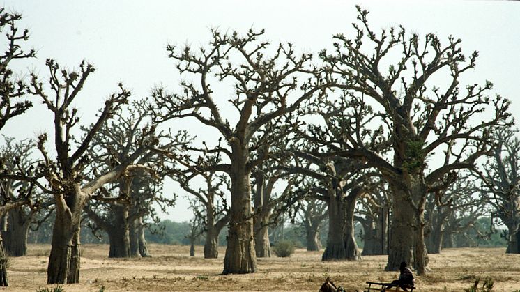 Skog med apbrödsträd (baobab) i Senegal, några km utanför Dakar. Copyright: FAO/Faidutti