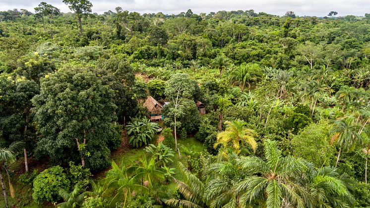 Et avanceret skovlandbrug, som dette i Brasilien, kan næsten forveksles med en rigtig skov, og det er på mange måder bedre for naturen end konventionelt landbrug.